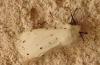 Spilosoma lubricipeda